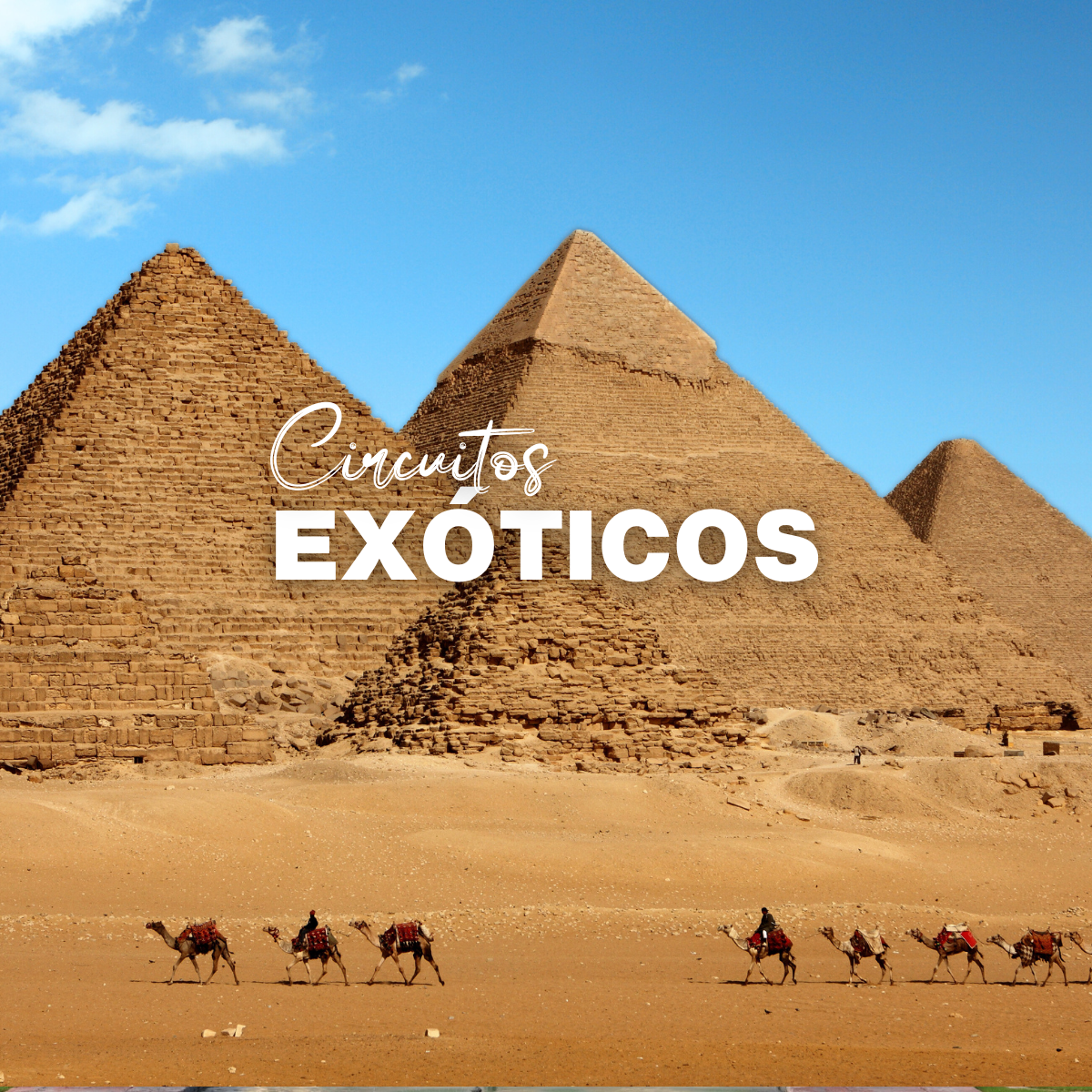 EXOTICOS